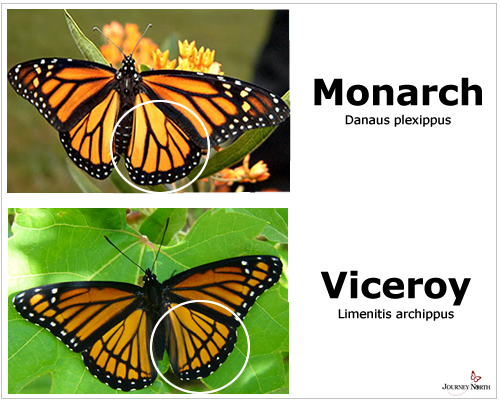 Viceroy_Monarch_ID
